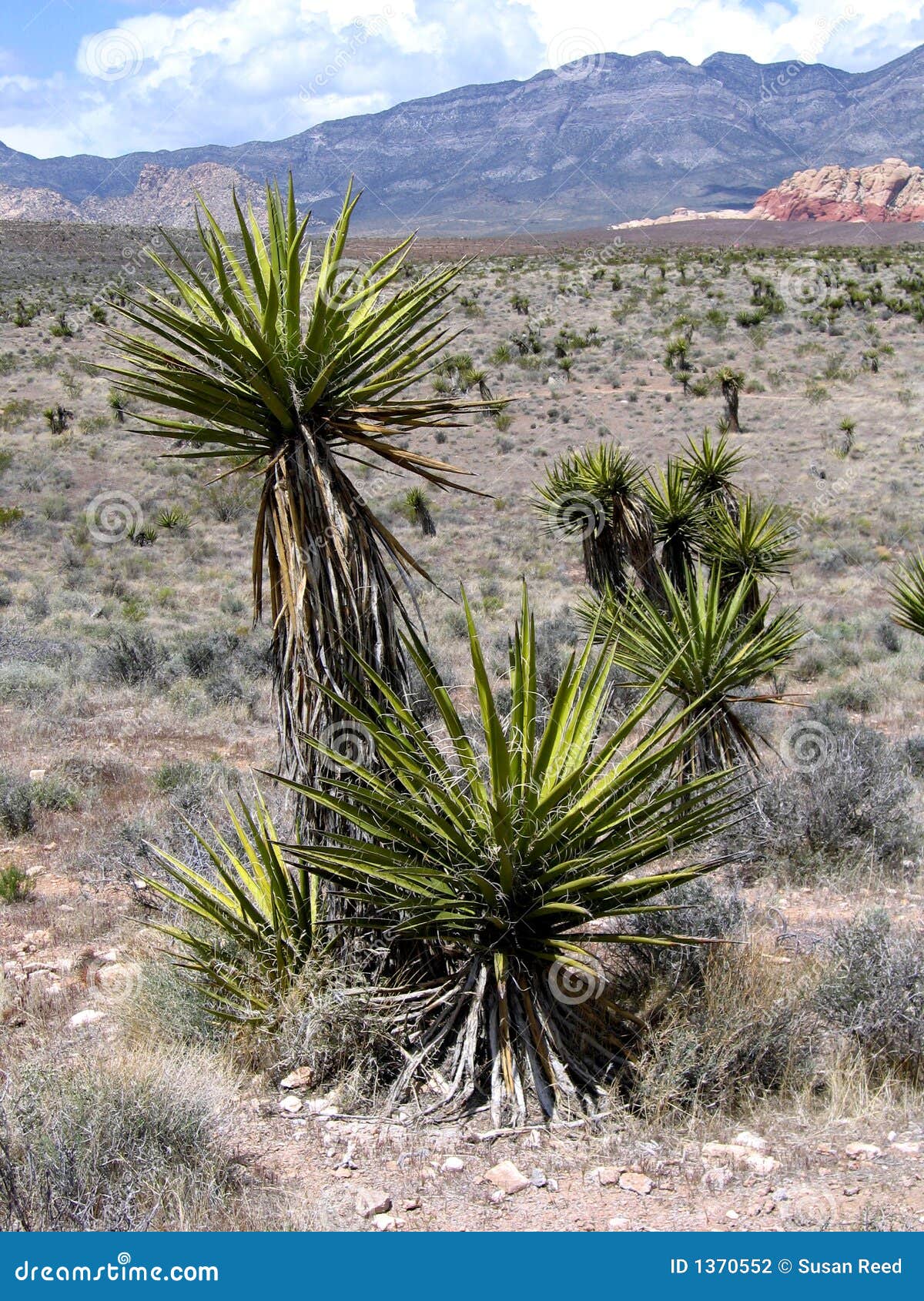 Are Yucca Plants Tropical Or Desert Plants