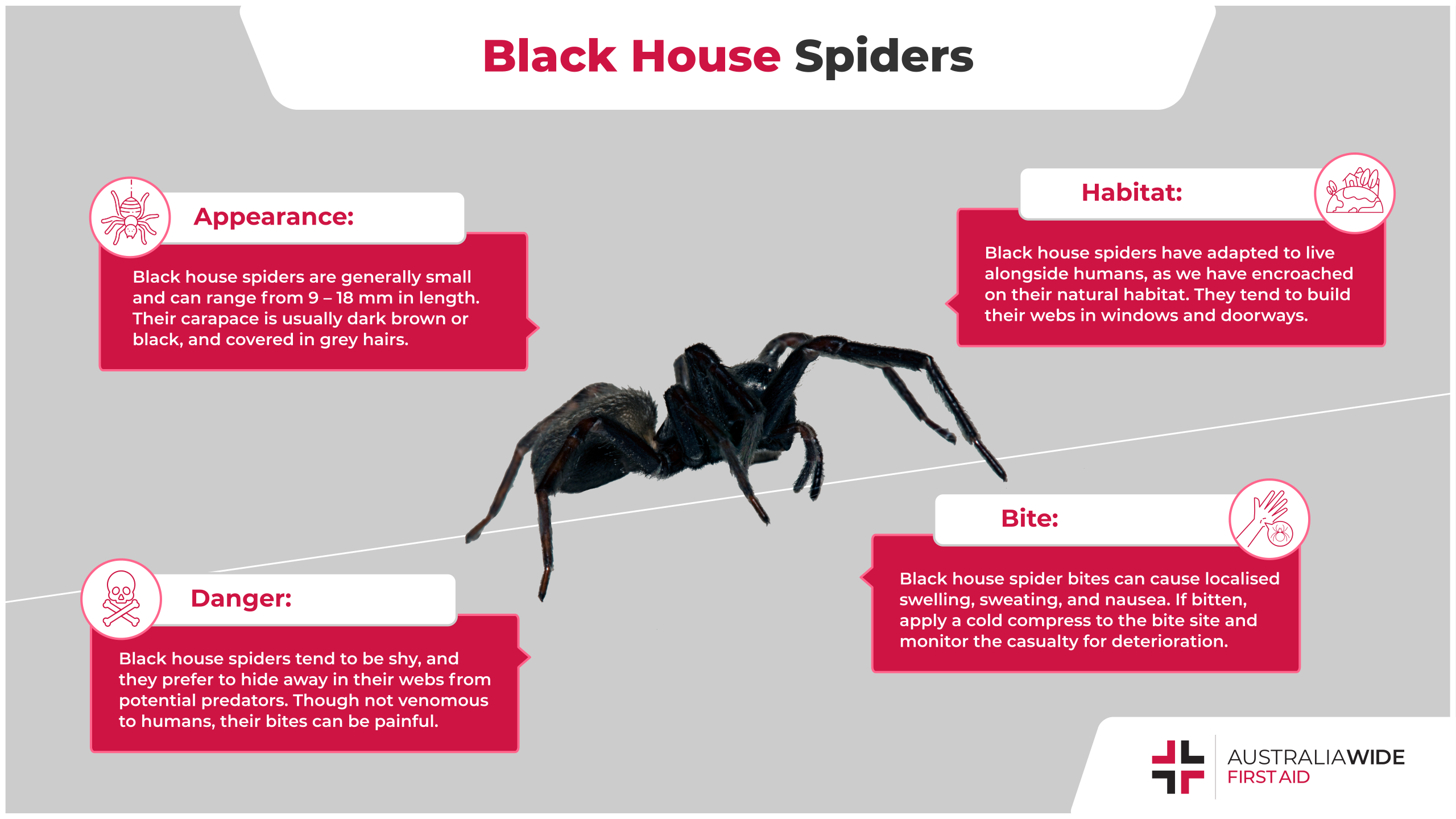 Do Zebra Spiders Bite Or Are They Friendly Know What To Expect