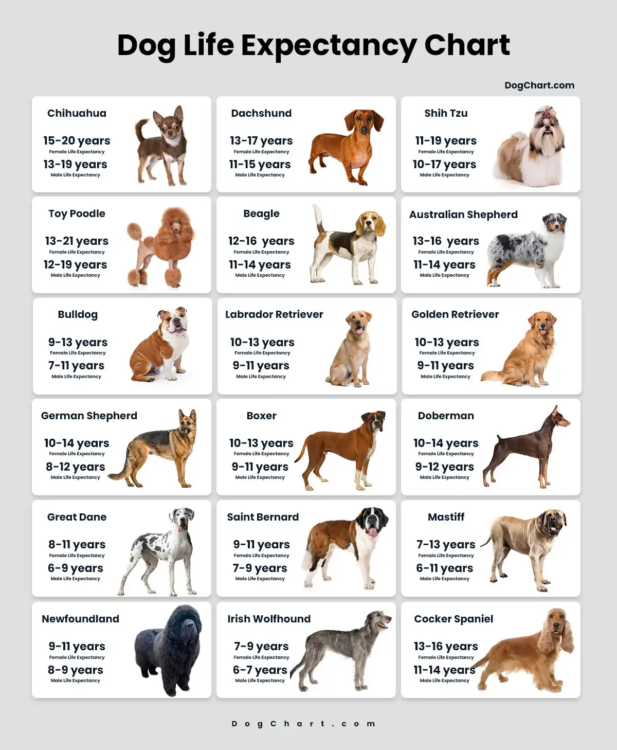Average Dog Lifespan: 5 Things To Expect Before Saying Goodbye