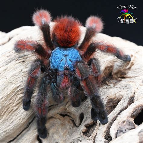 Discover the Colorful World of Avicularia Versicolor Tarantulas