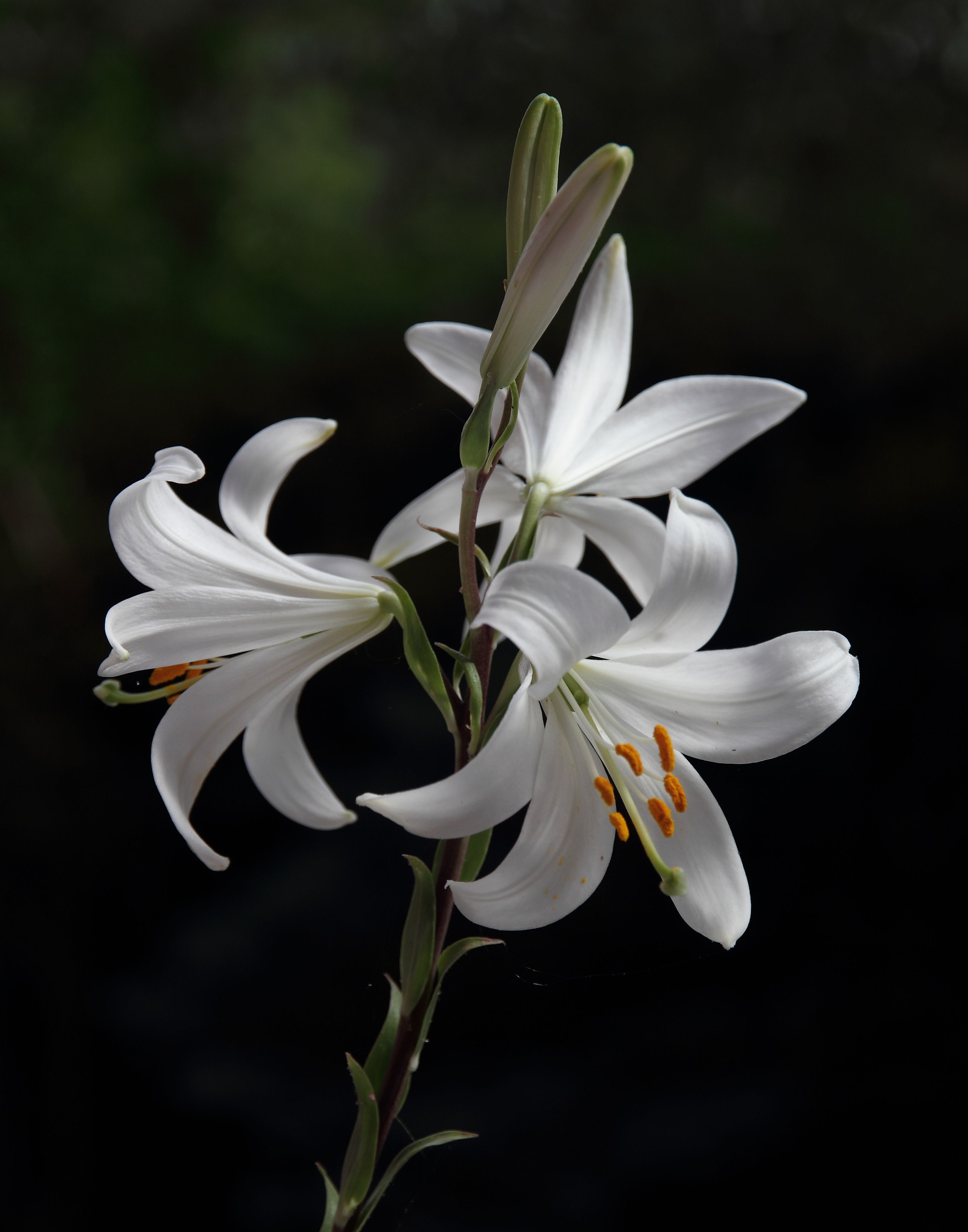 Azucena Cantillo Onlyfans