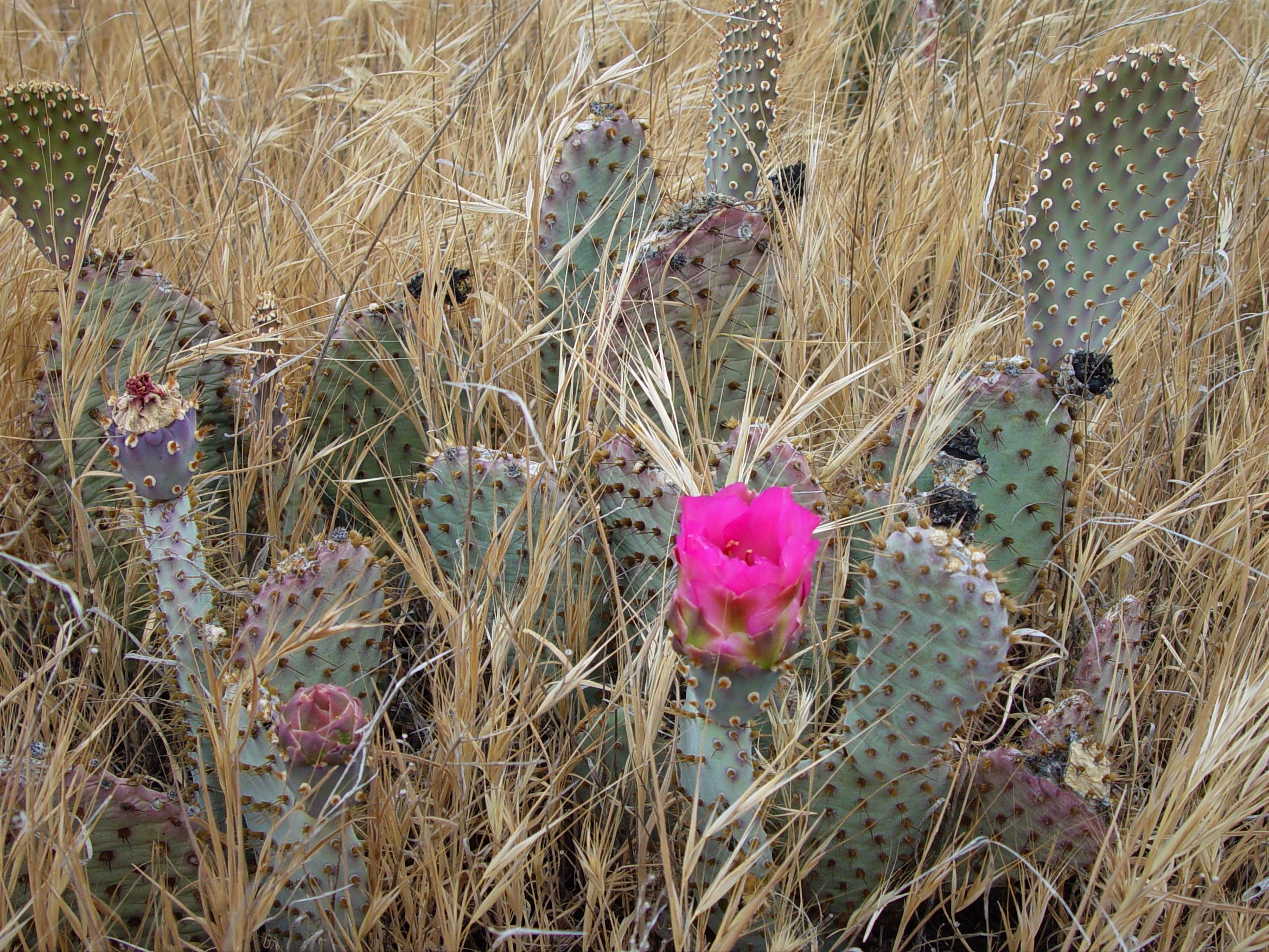 Bakersfield Onlyfans