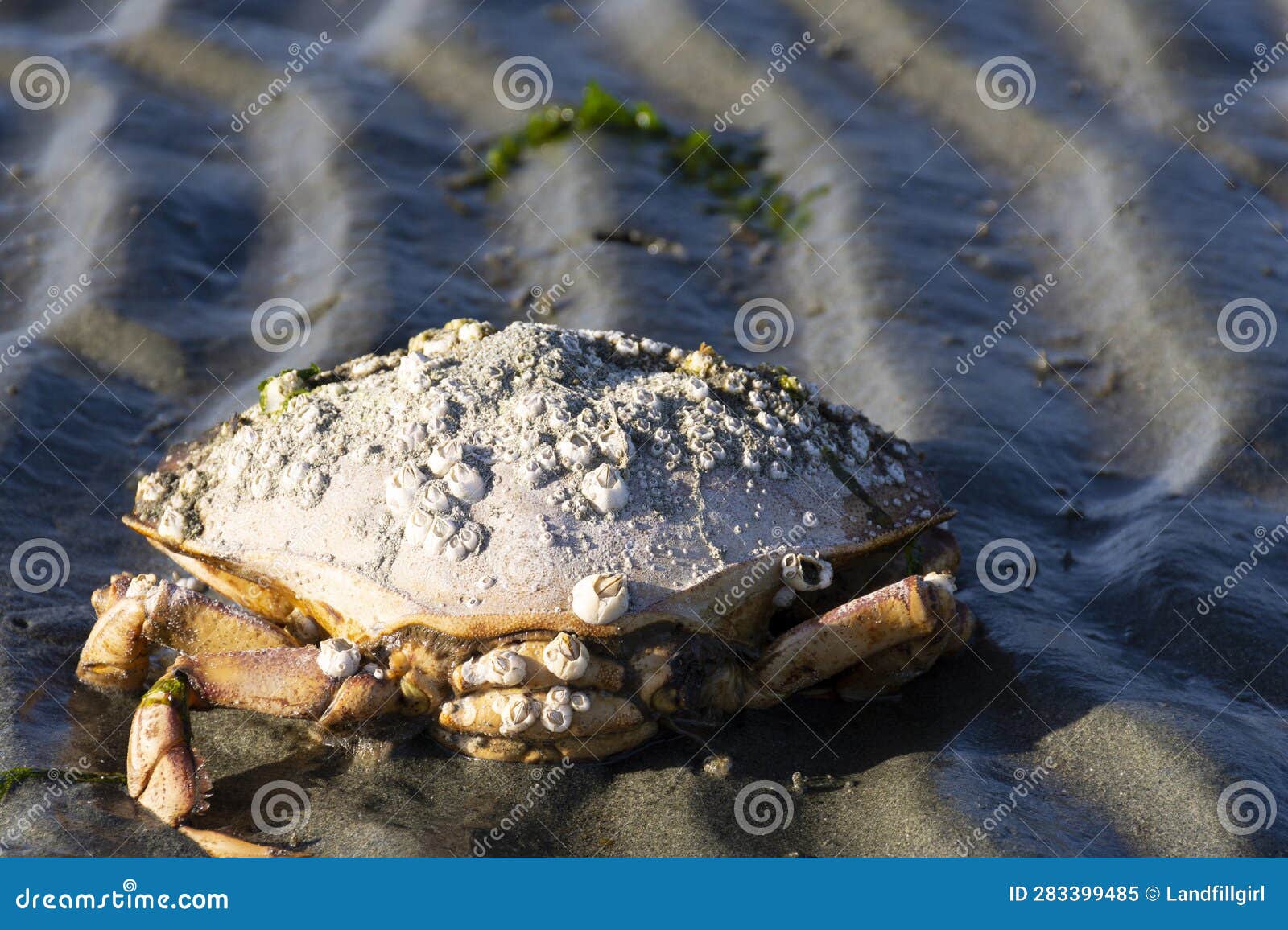 Barnacles On Humans