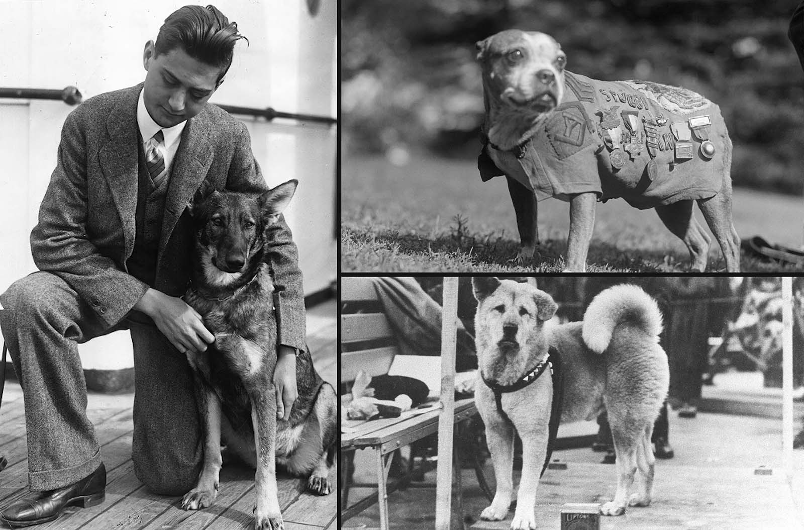 Real Life Dog Stories Based On True People And Pets