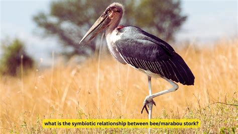 Bee Marabou Stork Symbiotic Relationship Unveiled