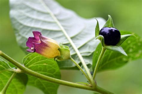 Belladonna's Hidden Secrets: Unveil Nature's Mysterious Power