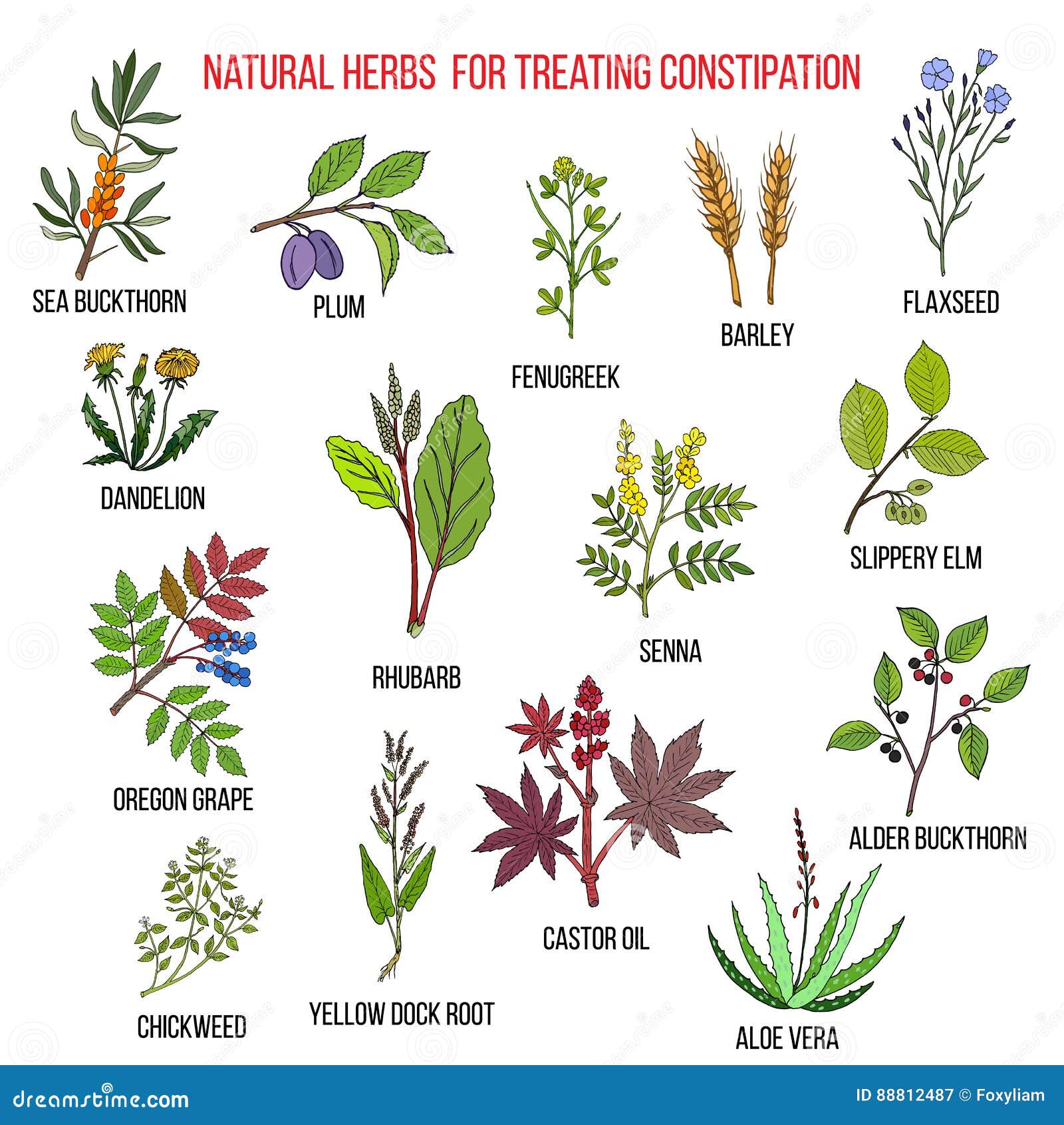 Best Natural Remedies: The Best Herb For Constipation Relief
