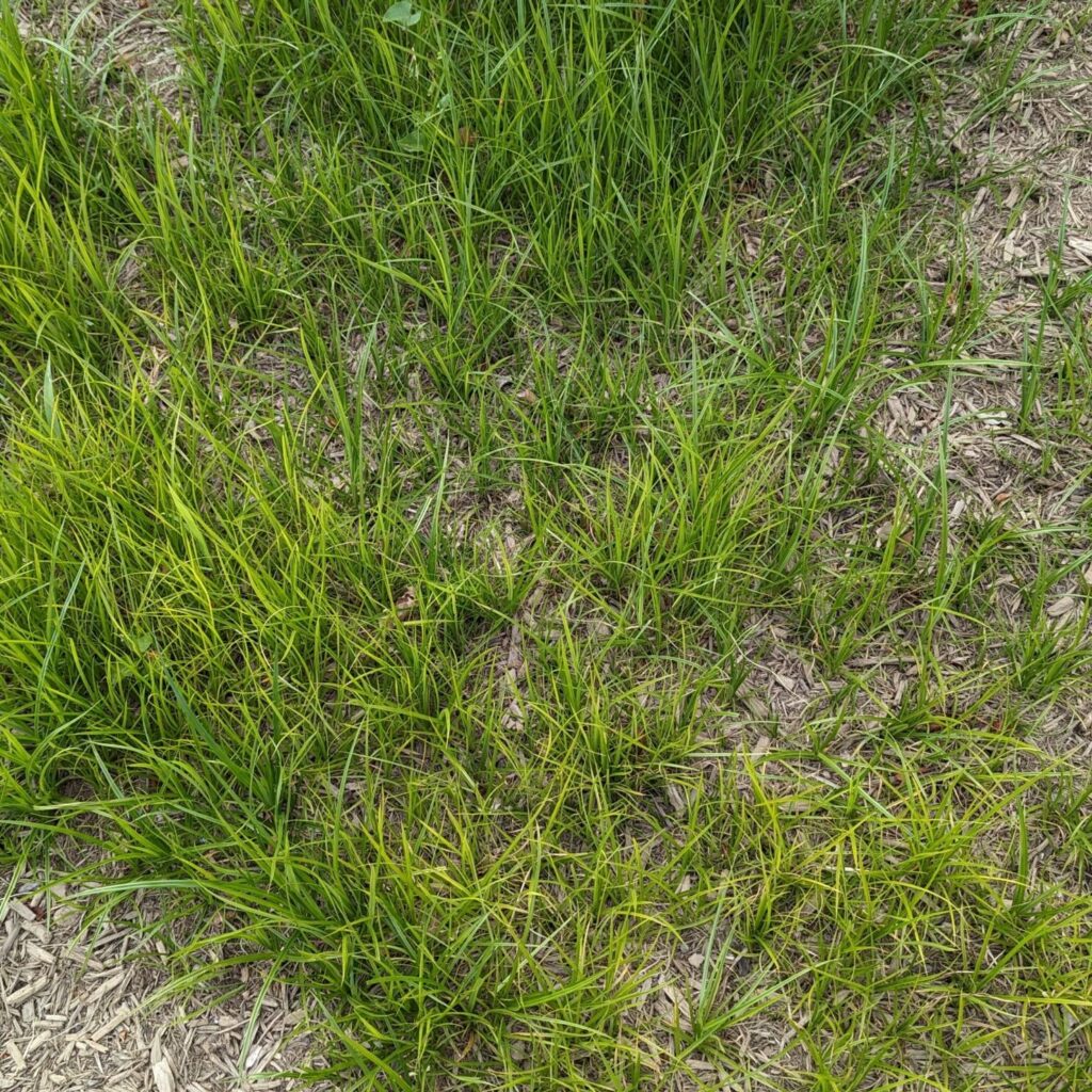 Strategies For Killing Nutsedge At The Right Time