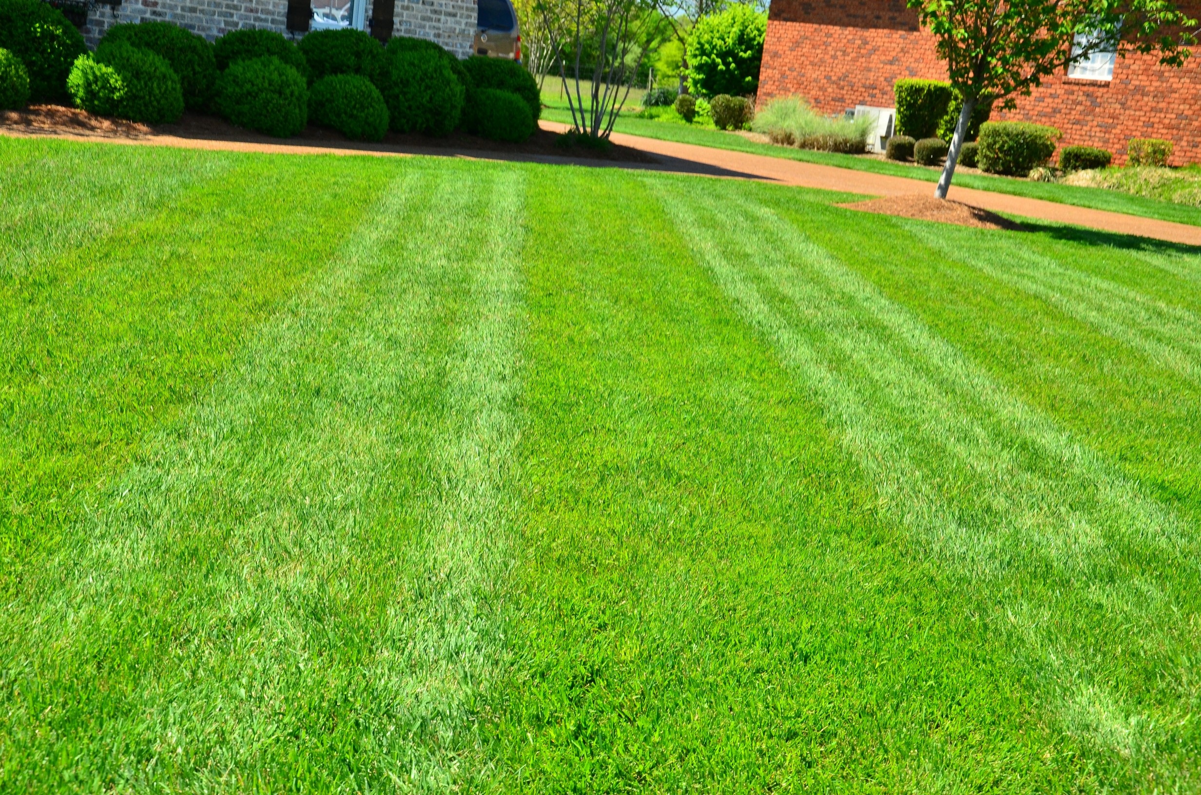 What Between The Lines Lawn Care Means For Your Yard