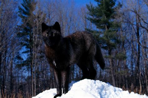 Black Wolf Gay: Myths Unveiled?
