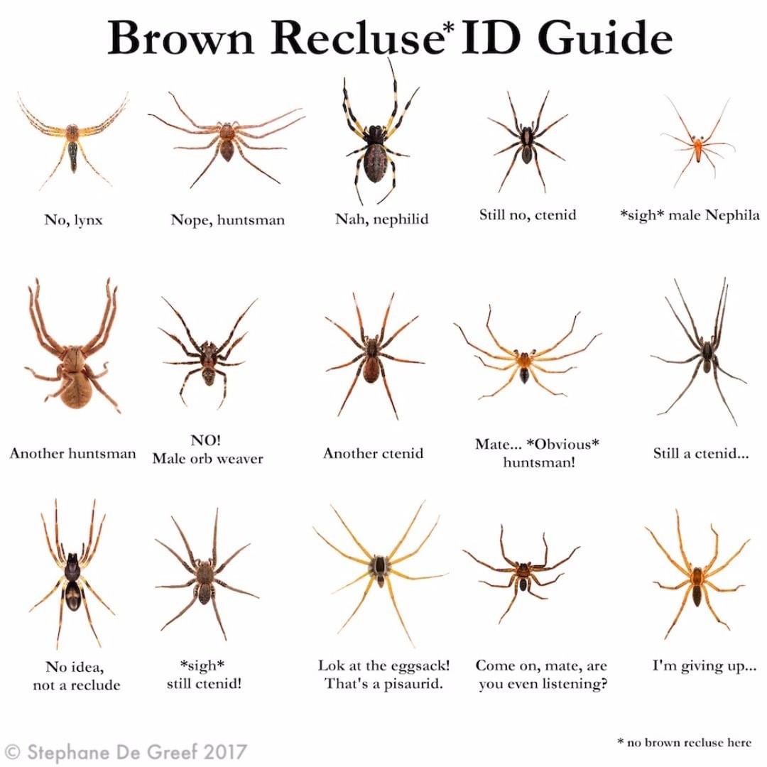 Brown Mucus And Cough