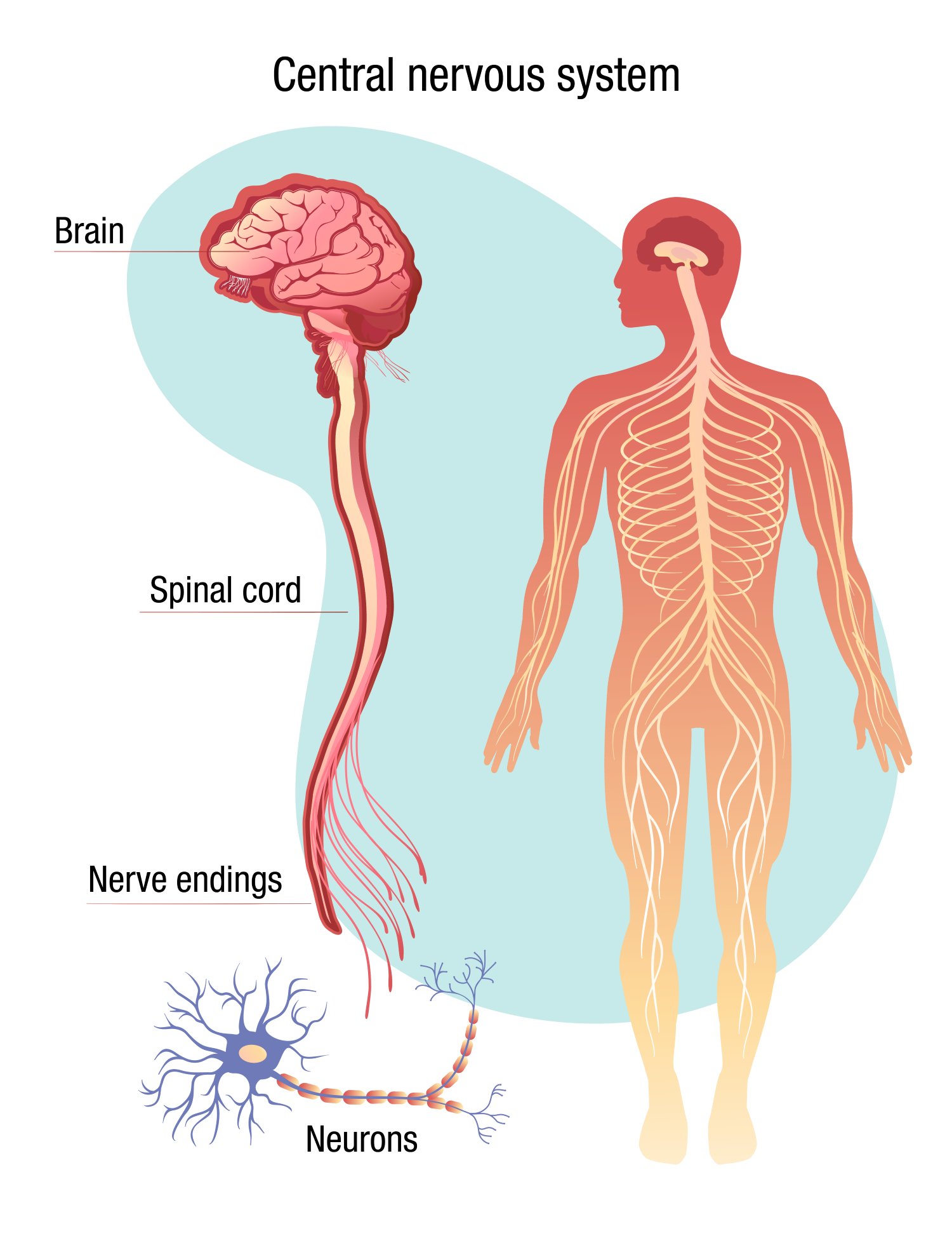 Controlled By The Brain And Nerves