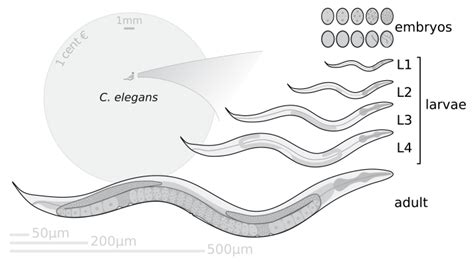 C. Elegans Stages