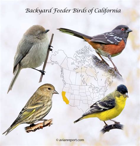 Top California Birds You Need to Spot This Season