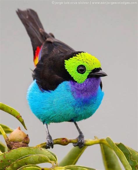 Unlock Secrets of Calliste: Transformative Discovery