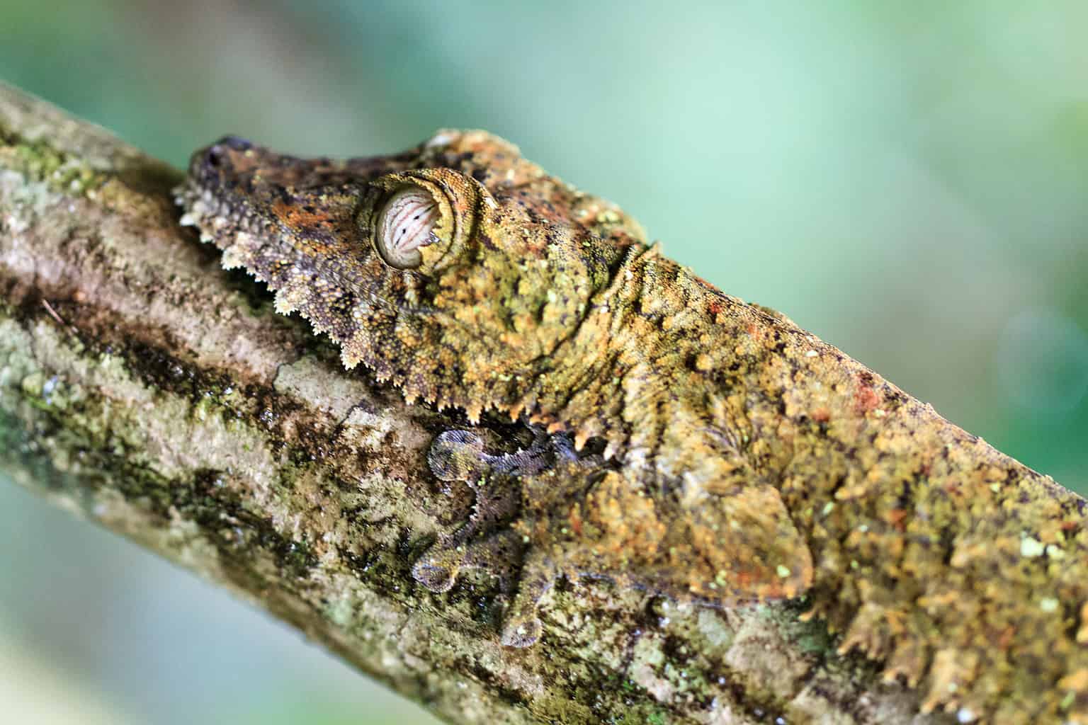 Camouflage In Interior