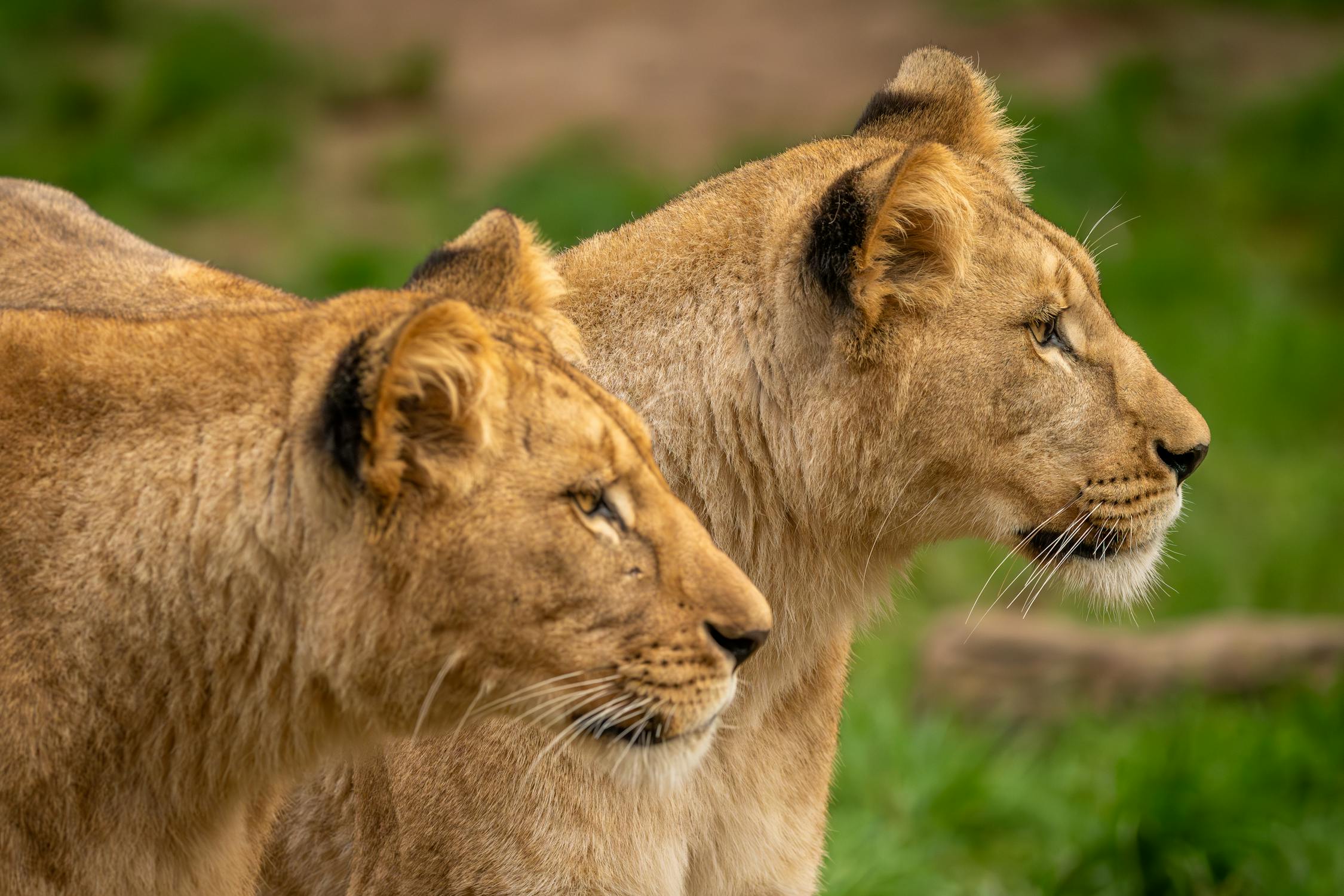 Can A Human Join A Lion Pride Survival Guide