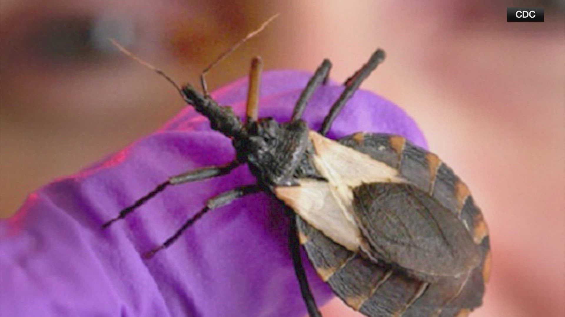 Can Bugs Actually Drown Understanding Aquatic Roles