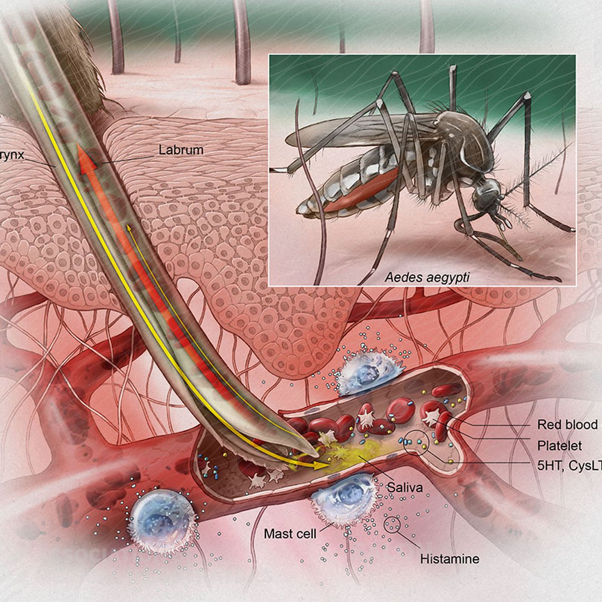 Can Insect Venom Kill You? Understanding The Risks