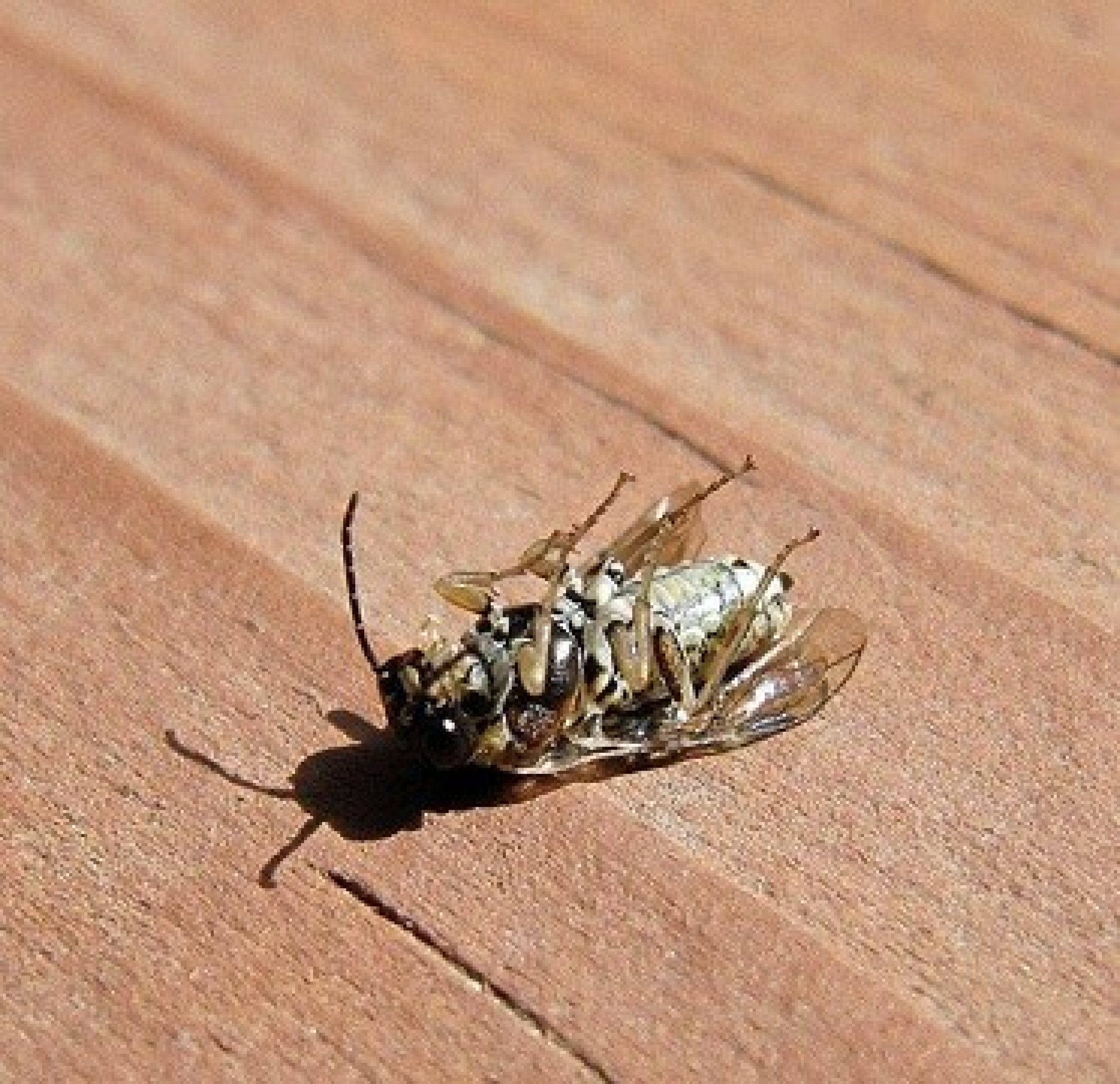 Can Insects Die From Falling And Why They Don't Always Fendell