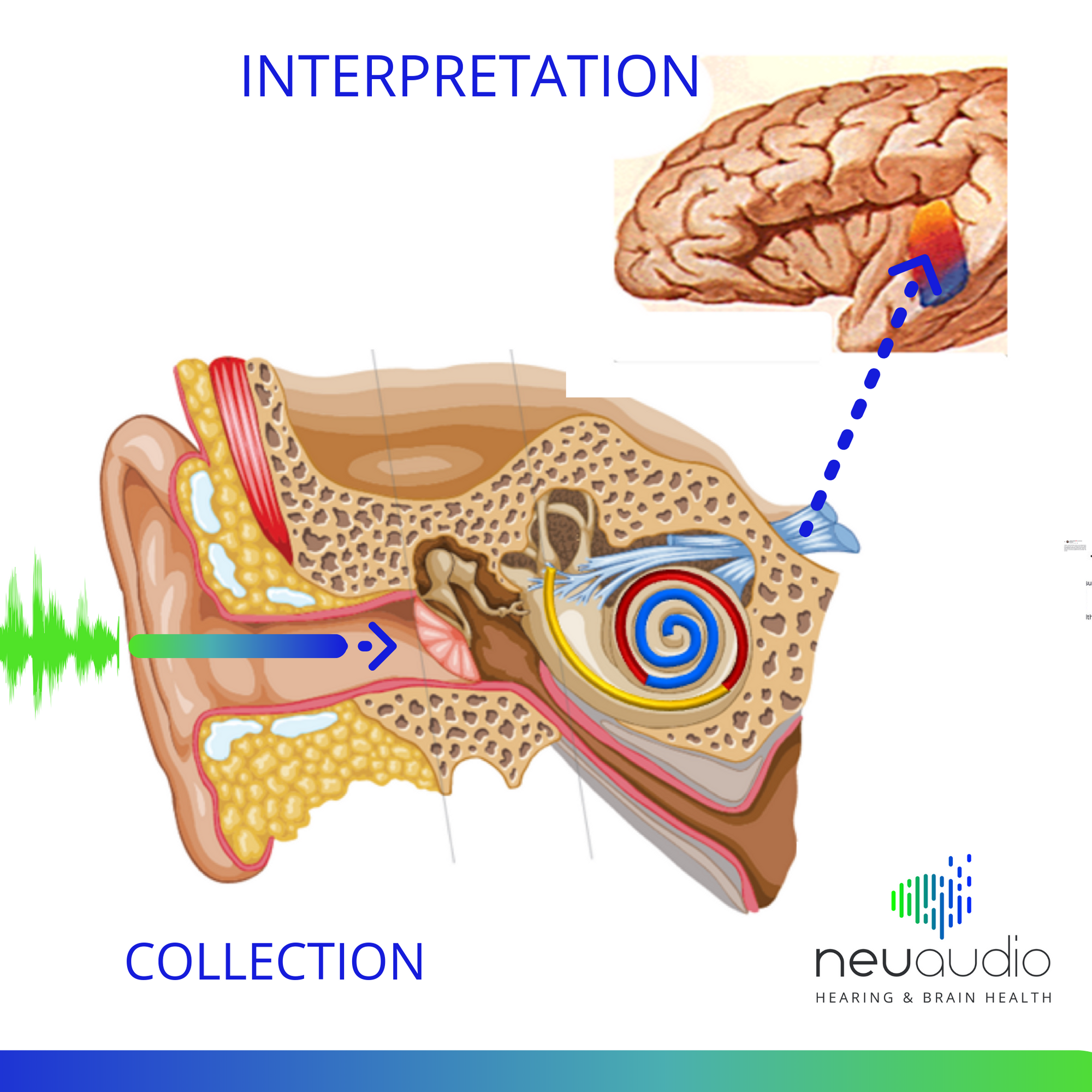Can Insects Enter Your Brain Through Your Ear