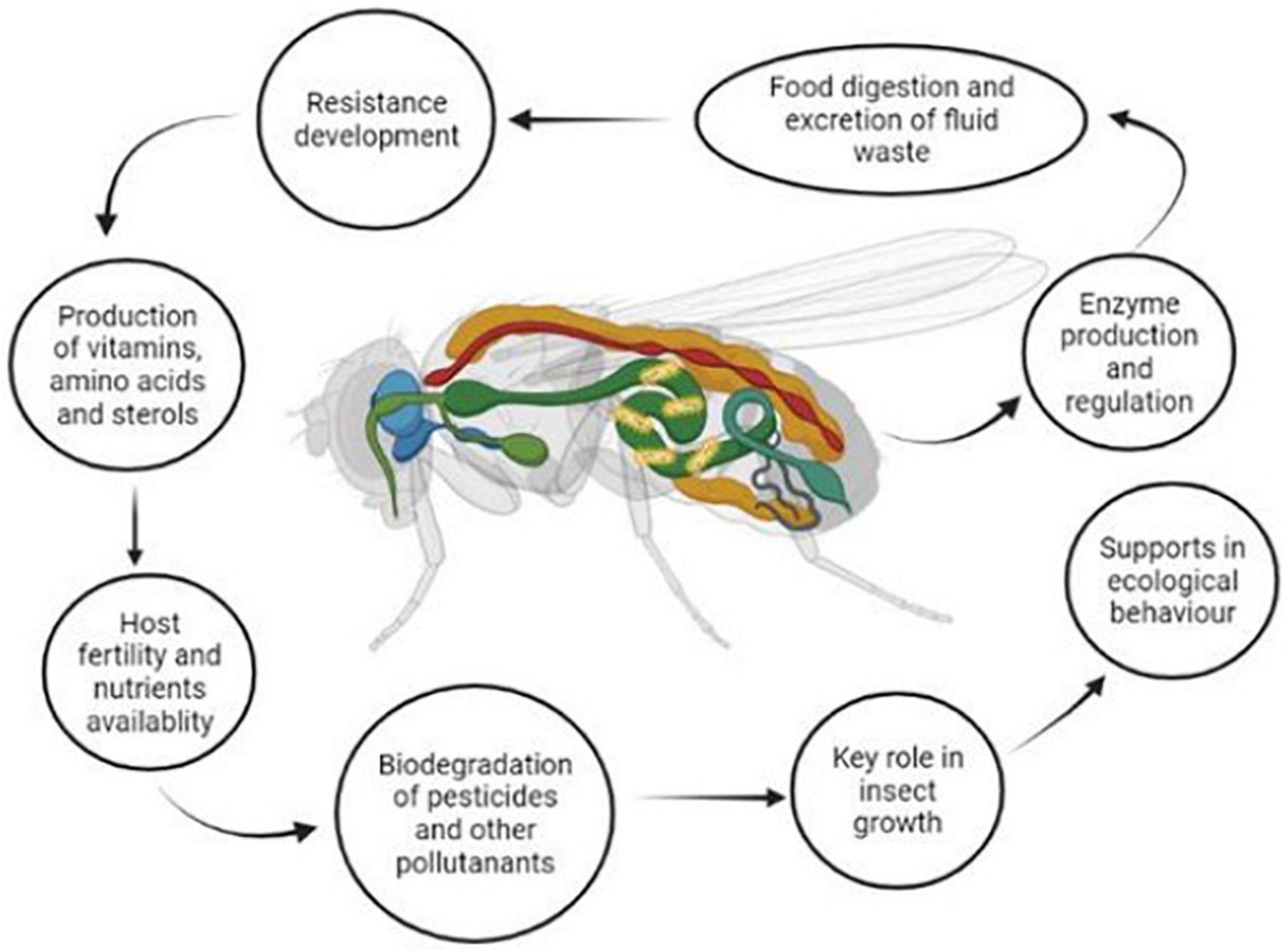Can Insects Get Sick? Understanding The Winter Hiatus And Disease Mechanisms