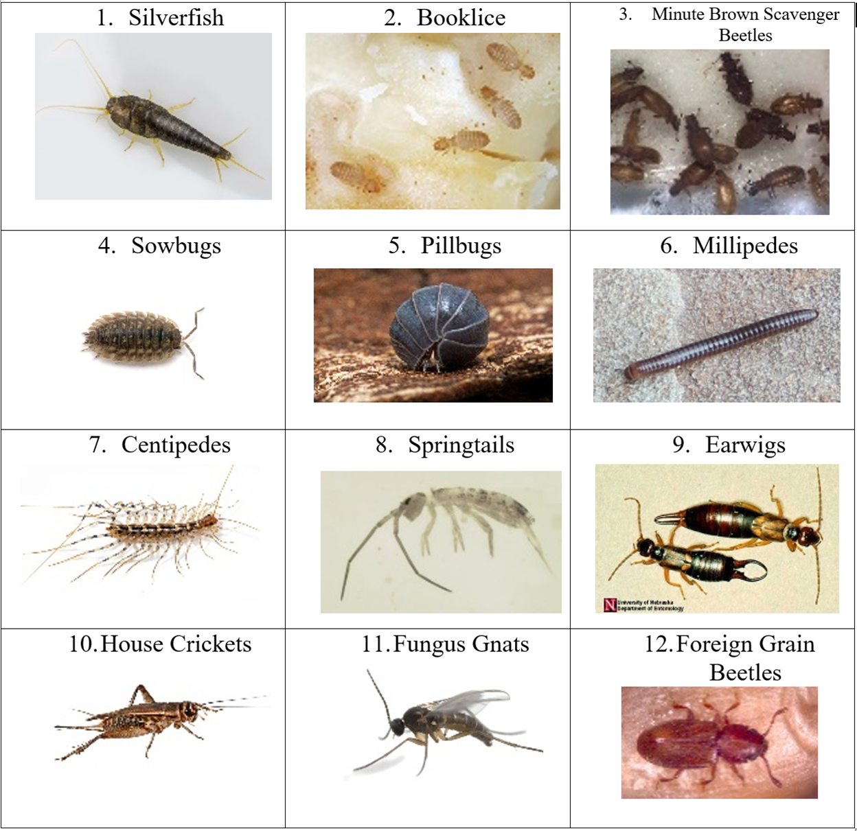 Can Insects Actually Live In Your Head