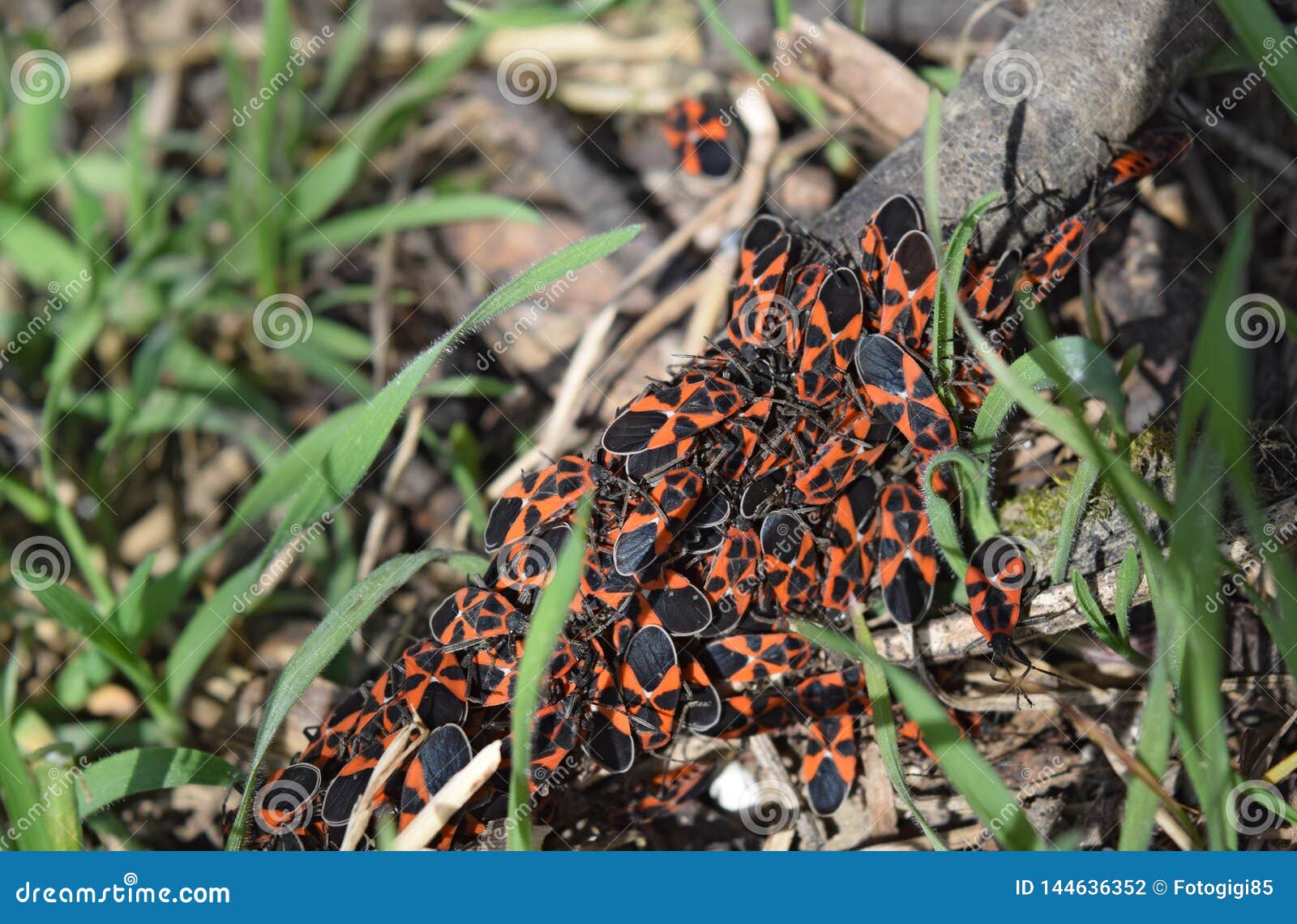 Can Insects Walk Backwards? The Truth About Bug Movement