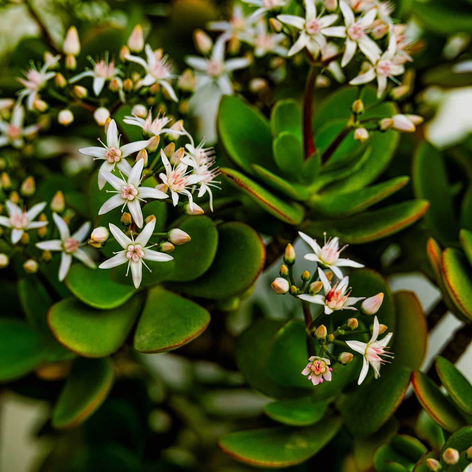 Can Jade Plants Take Full Sun And Survive