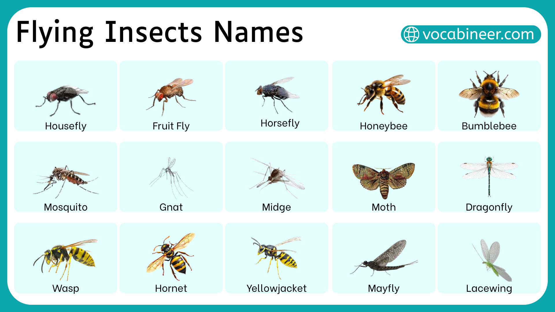 Can Most Insects Fly Or Are Some Ground Dwellers An Exception