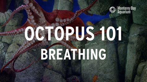 Can Octopus Breathe Air: Fascinating Marine Secret