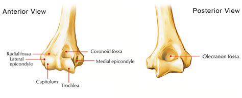Capitulum Of The Humerus