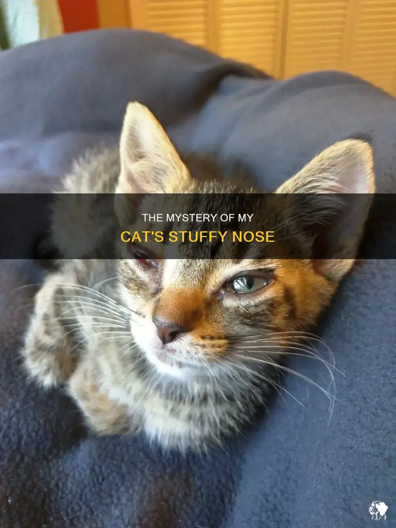 Why Does My Cat Make This Tricky Sound