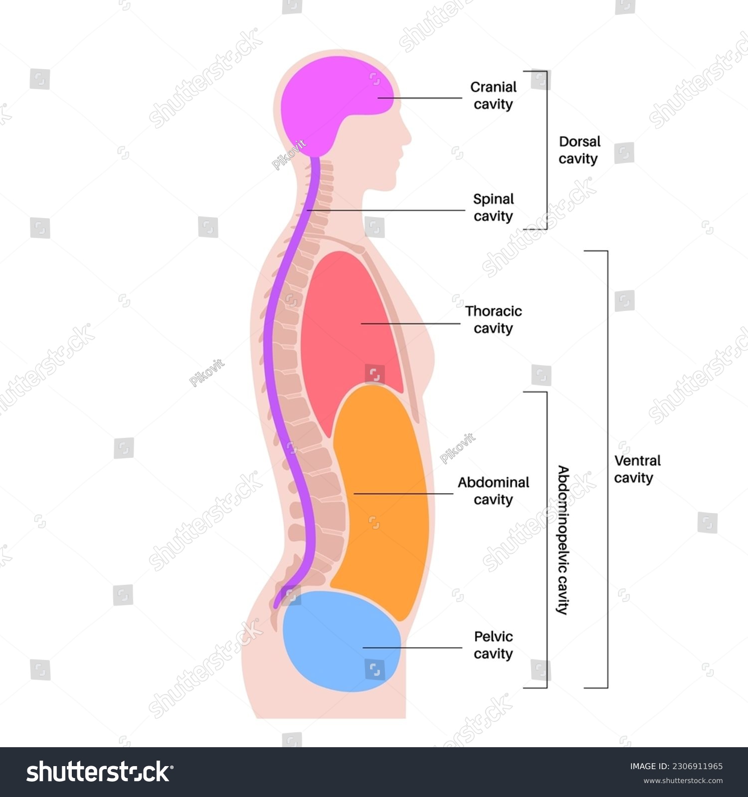 Cavities In Teeth Stages