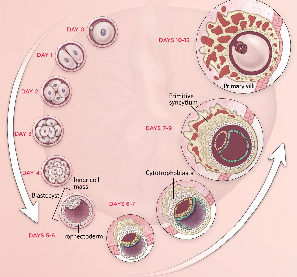 Chorionic Villus Sampling Paternity Test