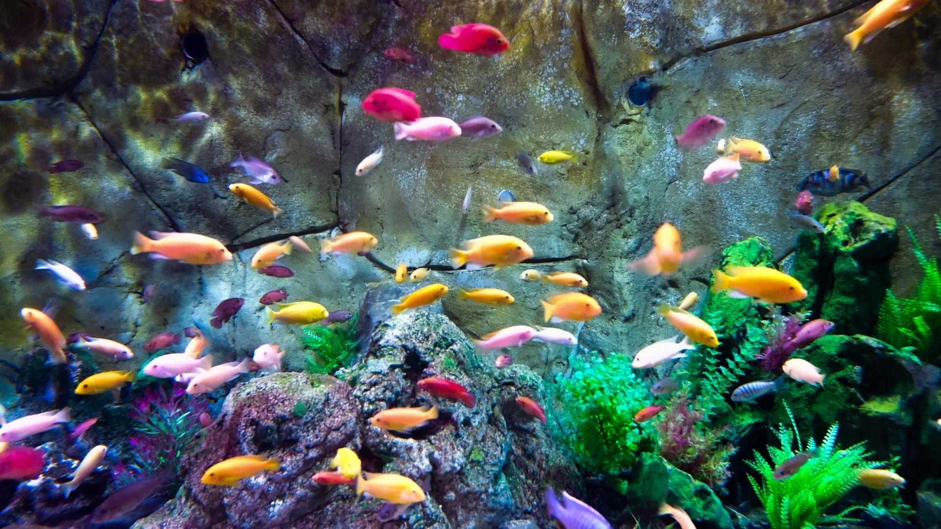 How Different Fish Look Up Close In An Aquarium