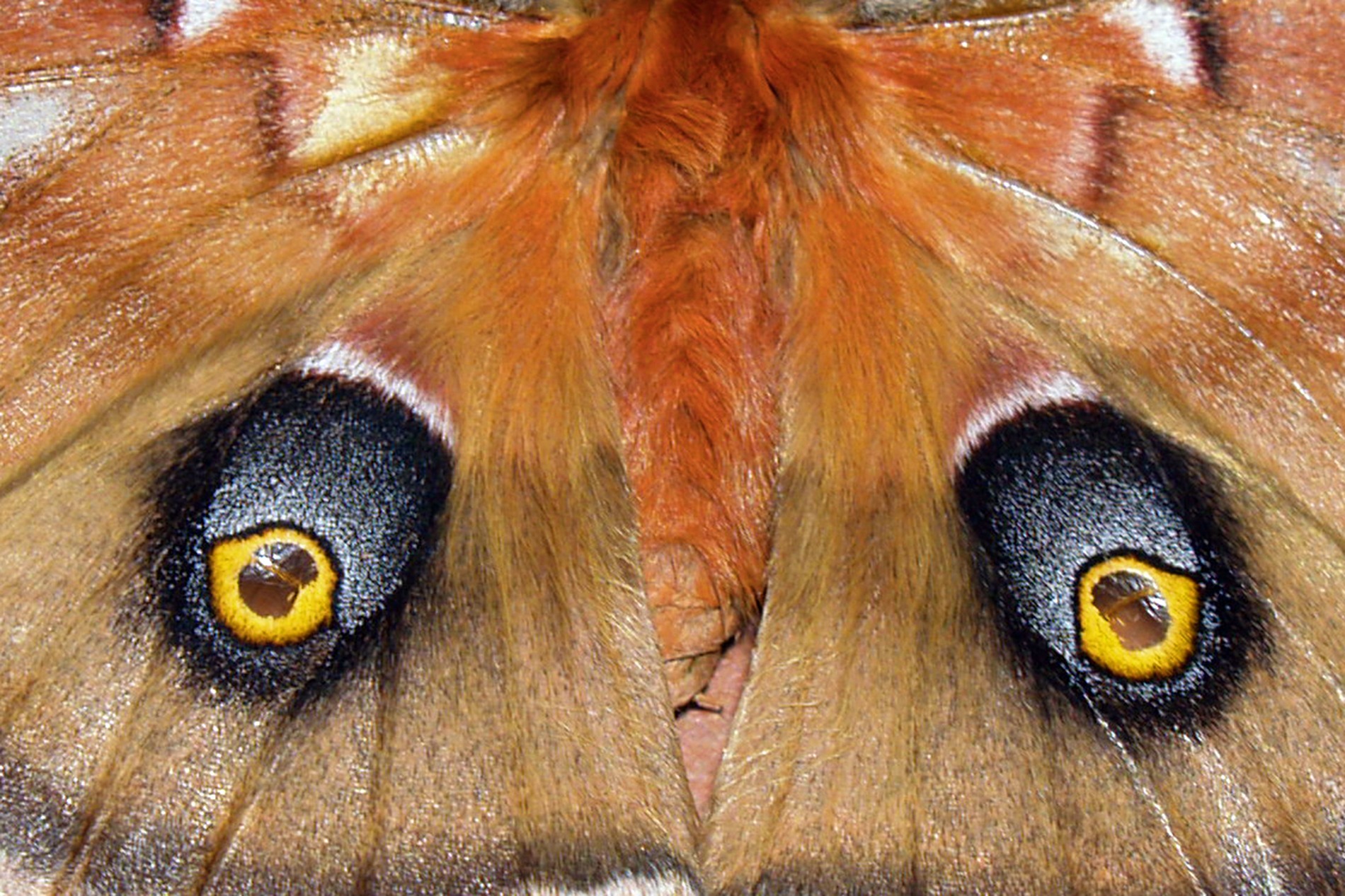 What A Close Up Of Moth Reveals About Nature