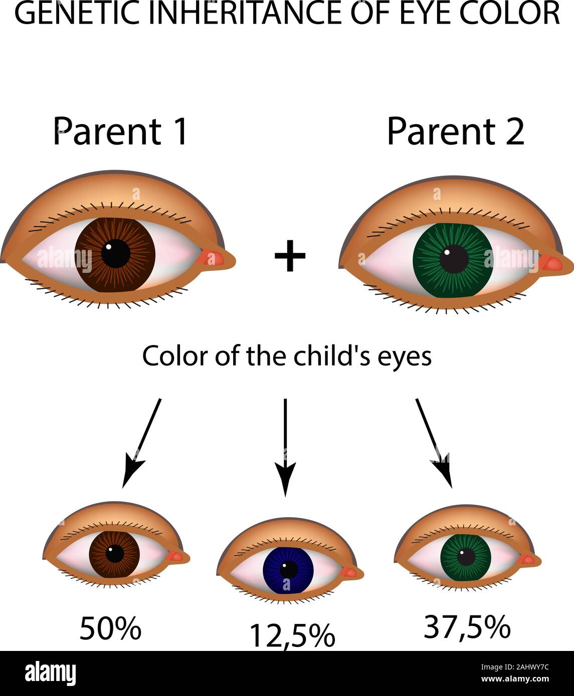 Color Palette Sheet