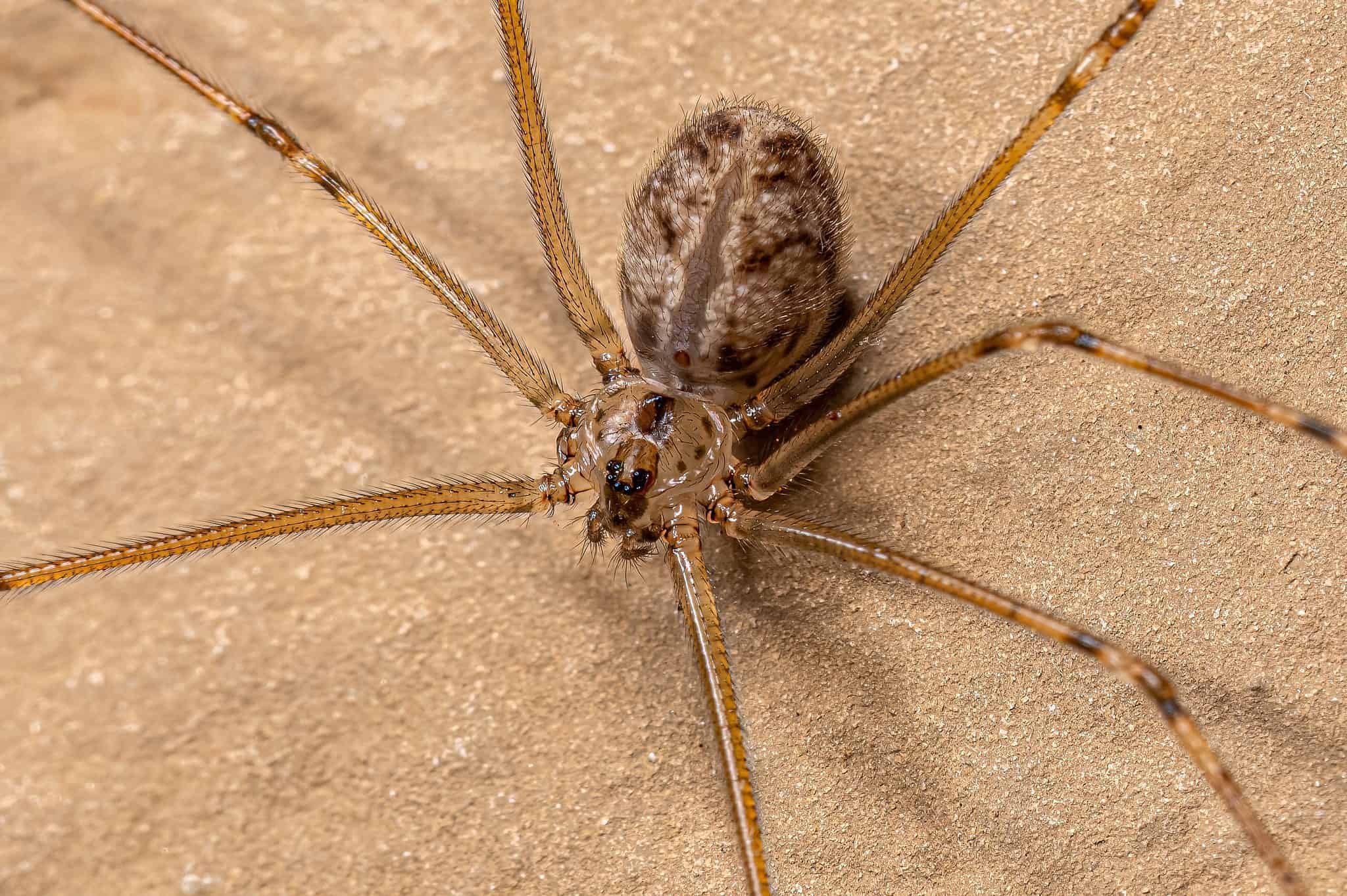 What Is A Common Brown Spider And How To Identify It