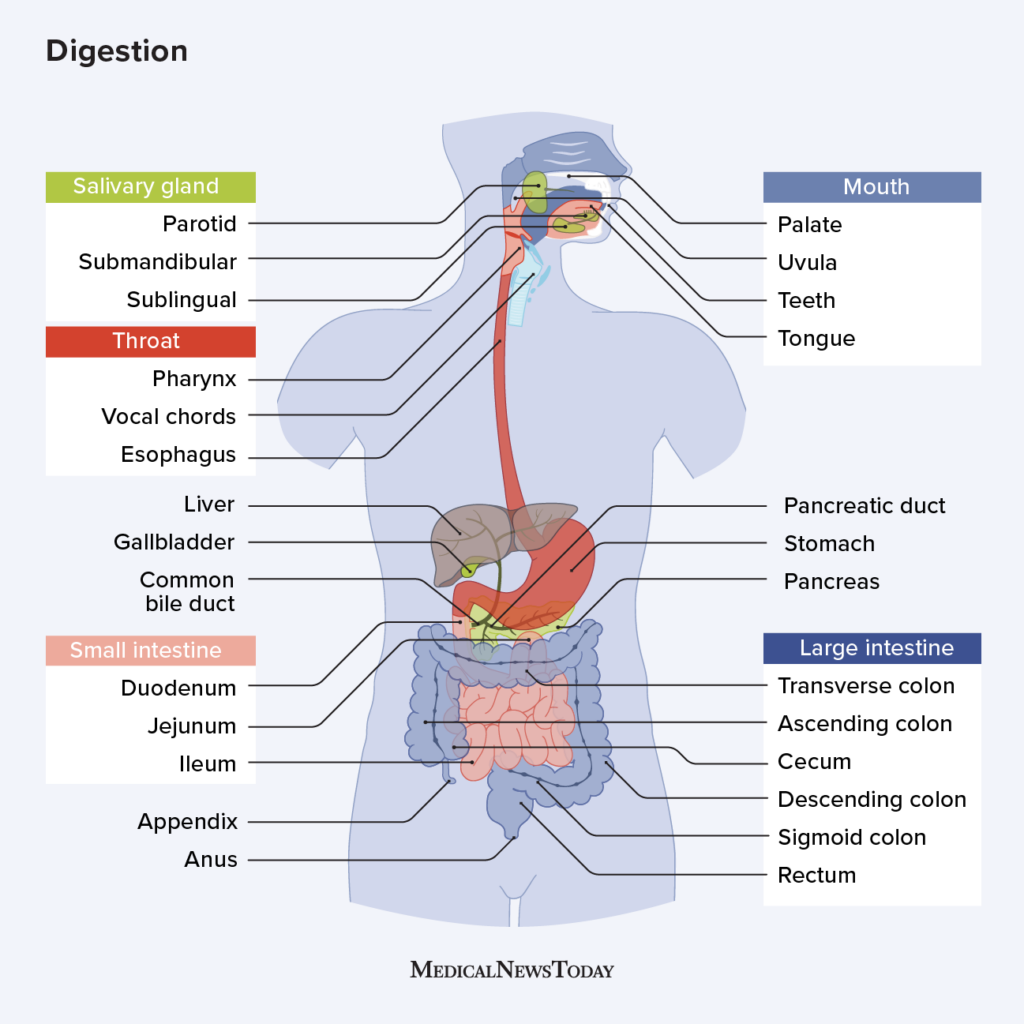 Top Digestive Health Conditions You Need To Know