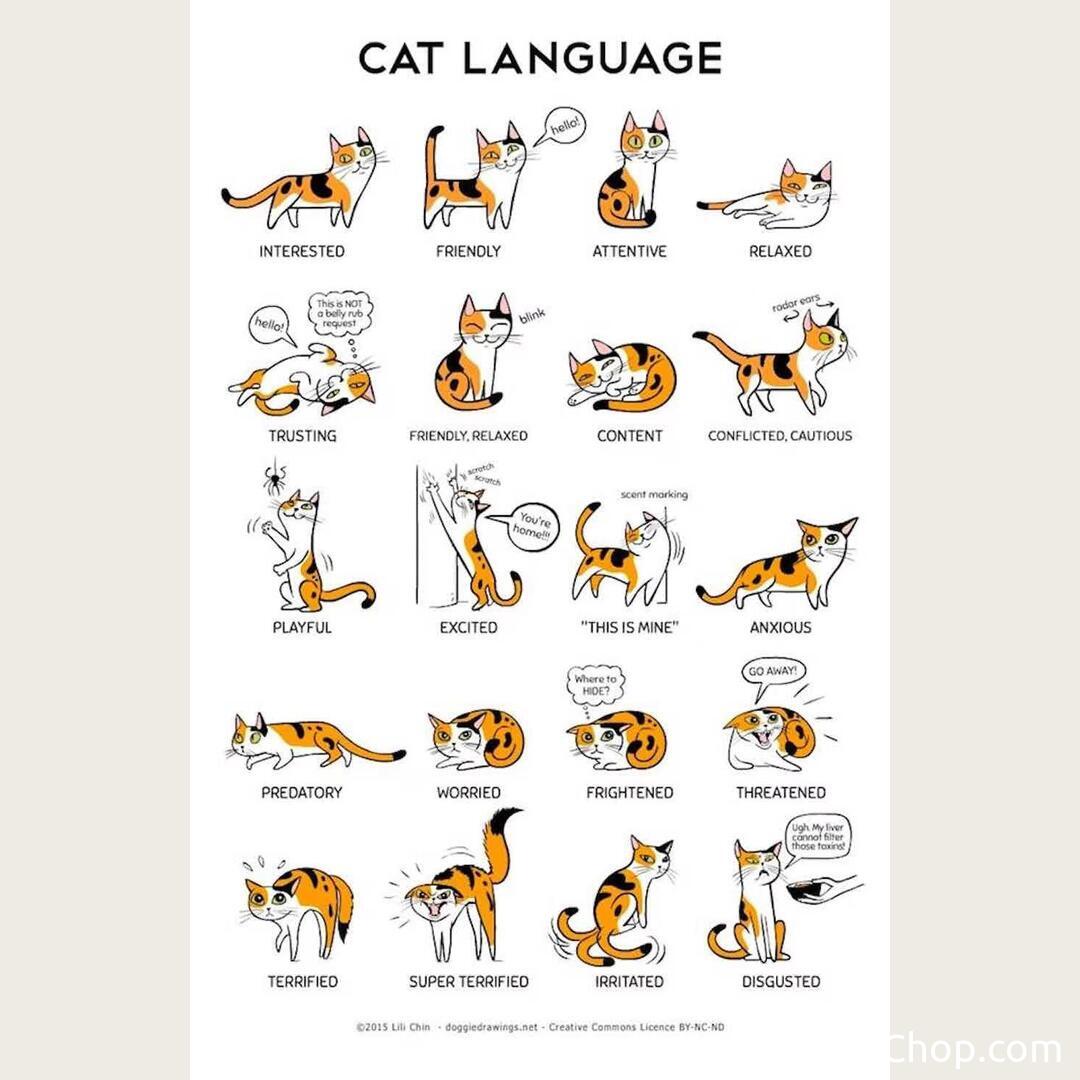 Understanding Your Common House Cat Behavior Secrets Explained