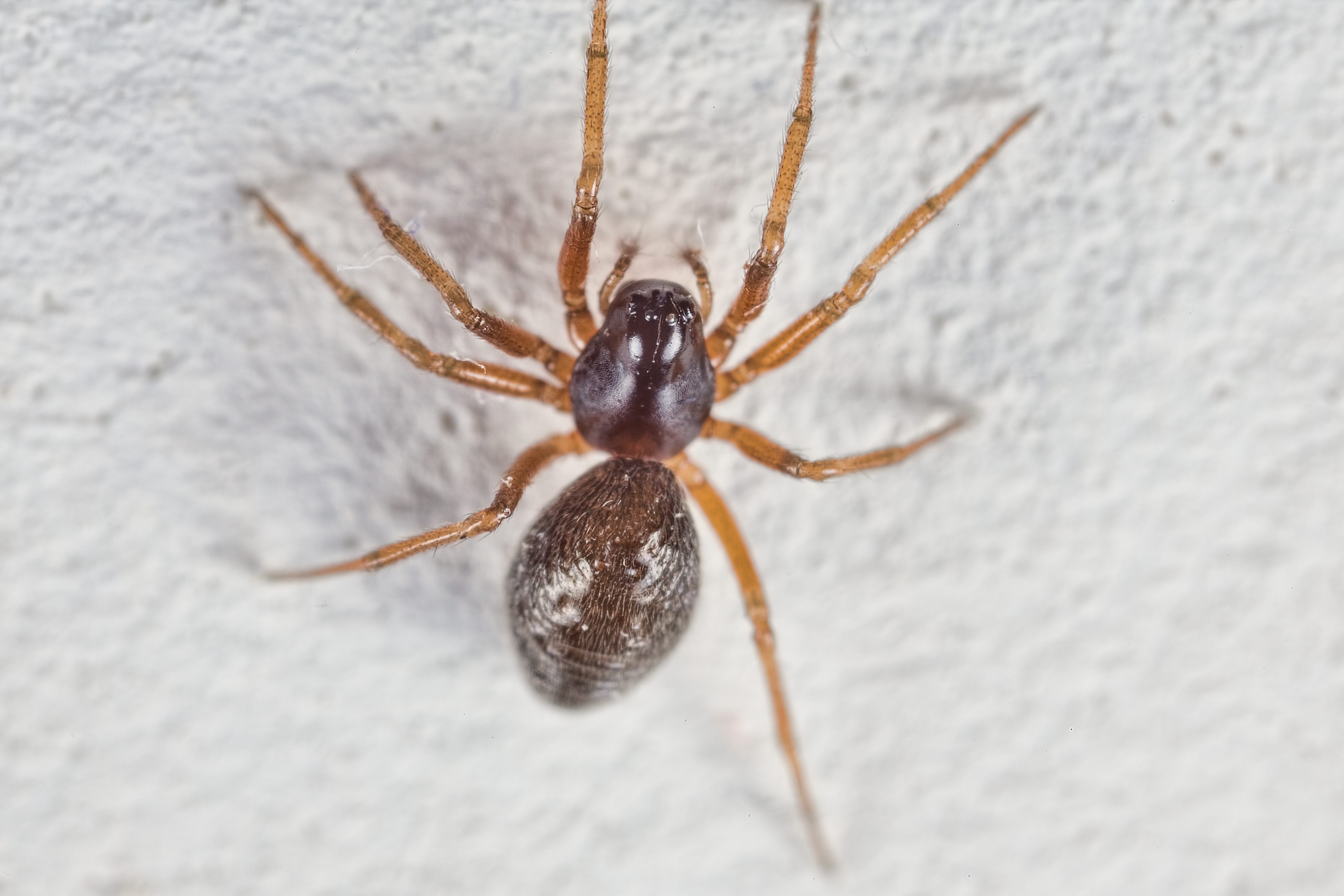 The Common House Jumping Spider: A Tiny Guardian Of Your Home