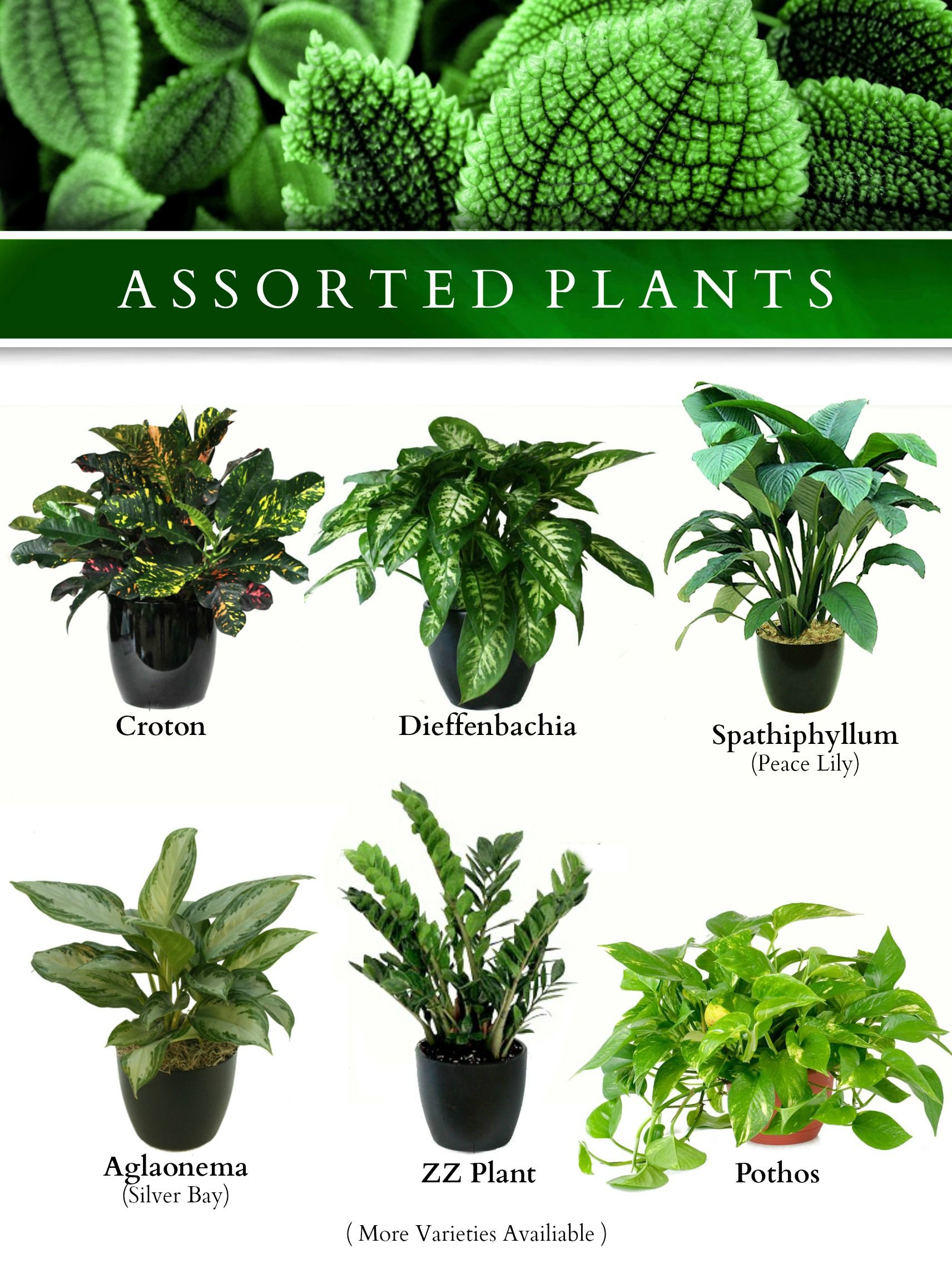 Common House Plants Guide: The Comfort Of Green At Home