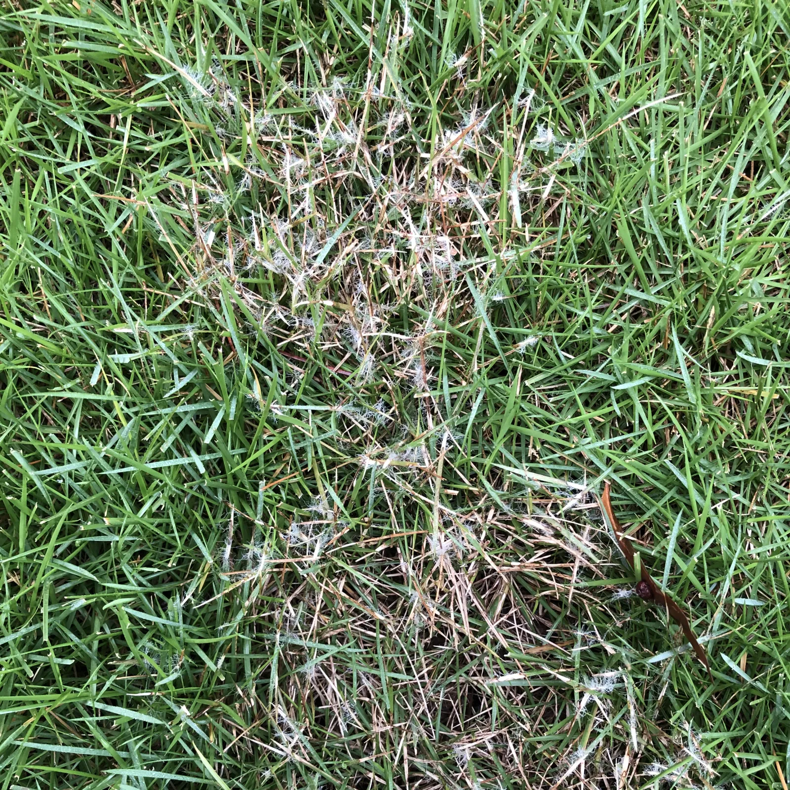 Troubleshooting Common Problems With Zoysia Grass
