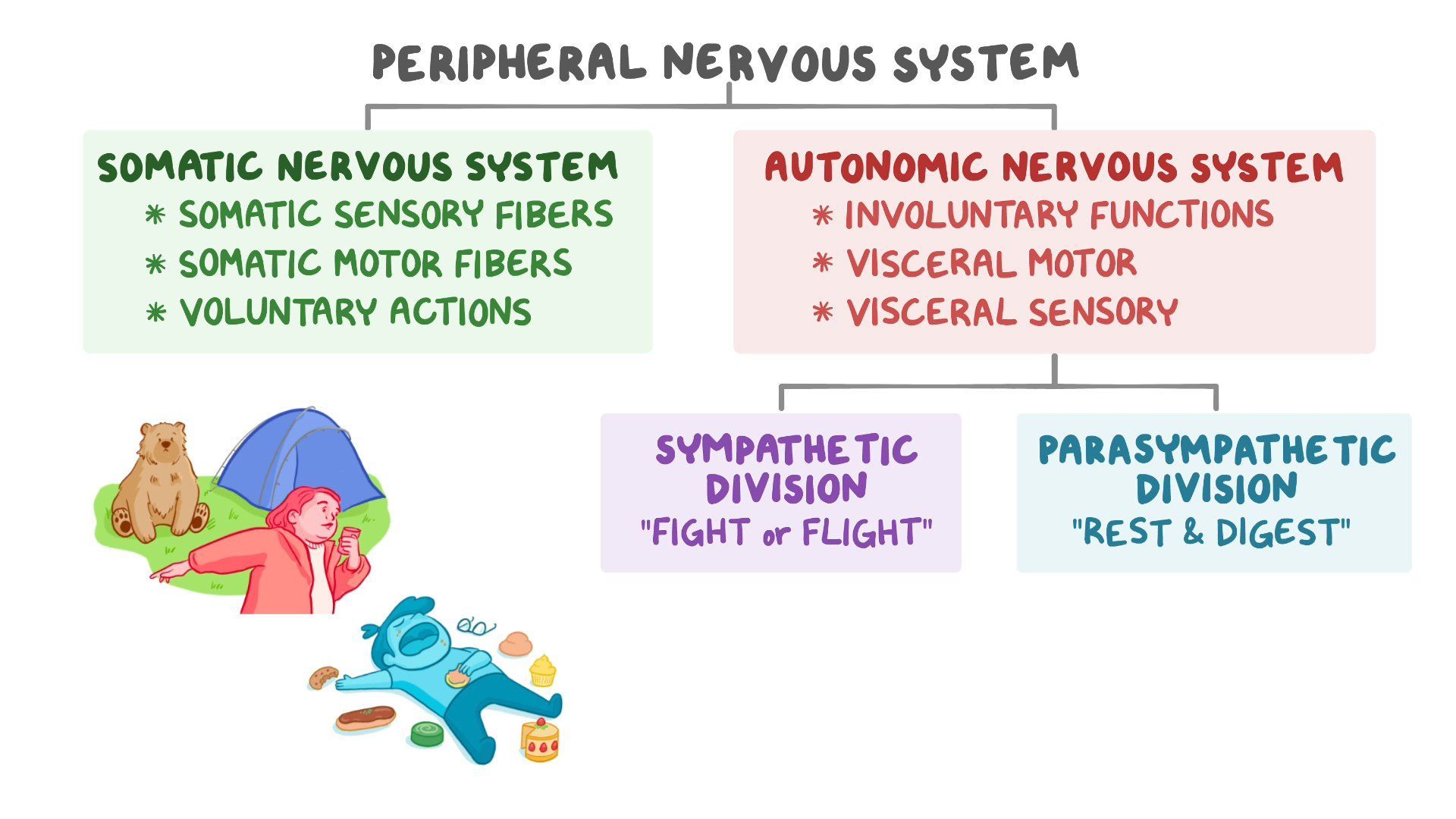How To Compare And Contrast The Nervous System