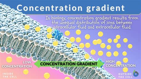 Concentration Gradient Definition: Quick Insight