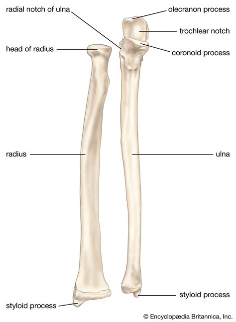 Unlocking the Mysteries of the Coronoid Process of Ulna: Key Insights Unveiled