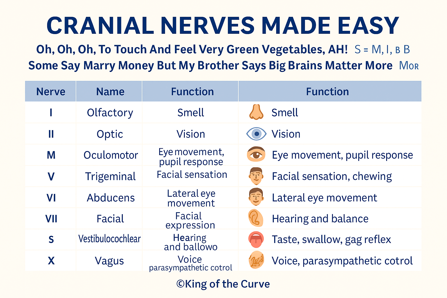 Cranial Fossa Middle