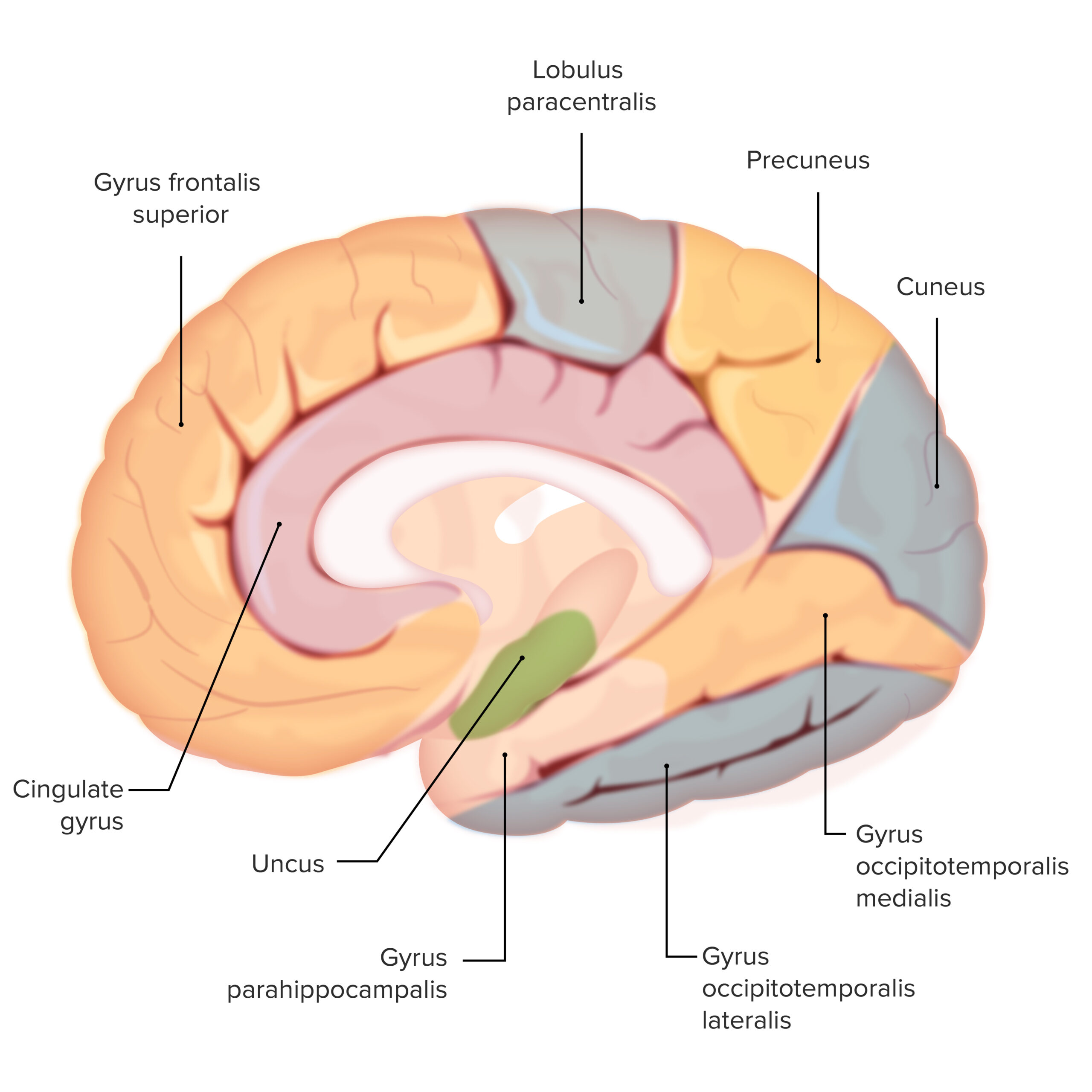 Cranial Nerve Mnemonic