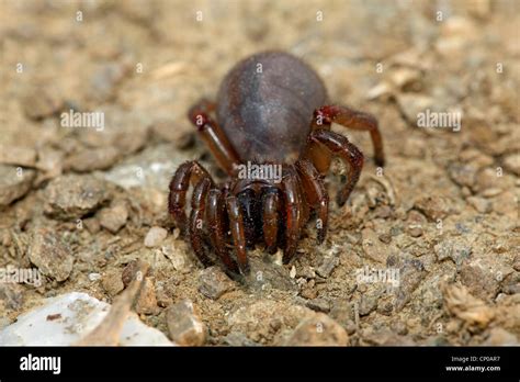 Ctenizidae Trapdoor Spiders: Secretive Marvels Uncovered